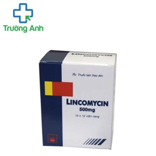 Lincomycin 500mg Pymepharco - Thuốc điều trị nhiễm khuẩn